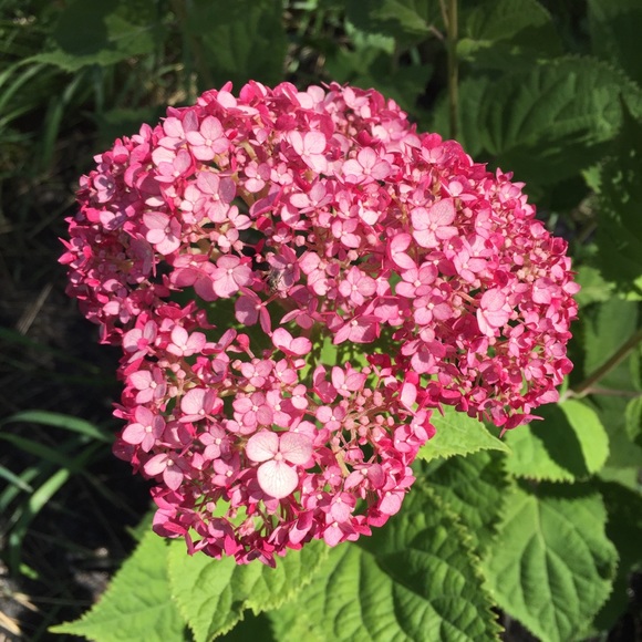 Meet your Posher, Ma - Picture 1 of 1